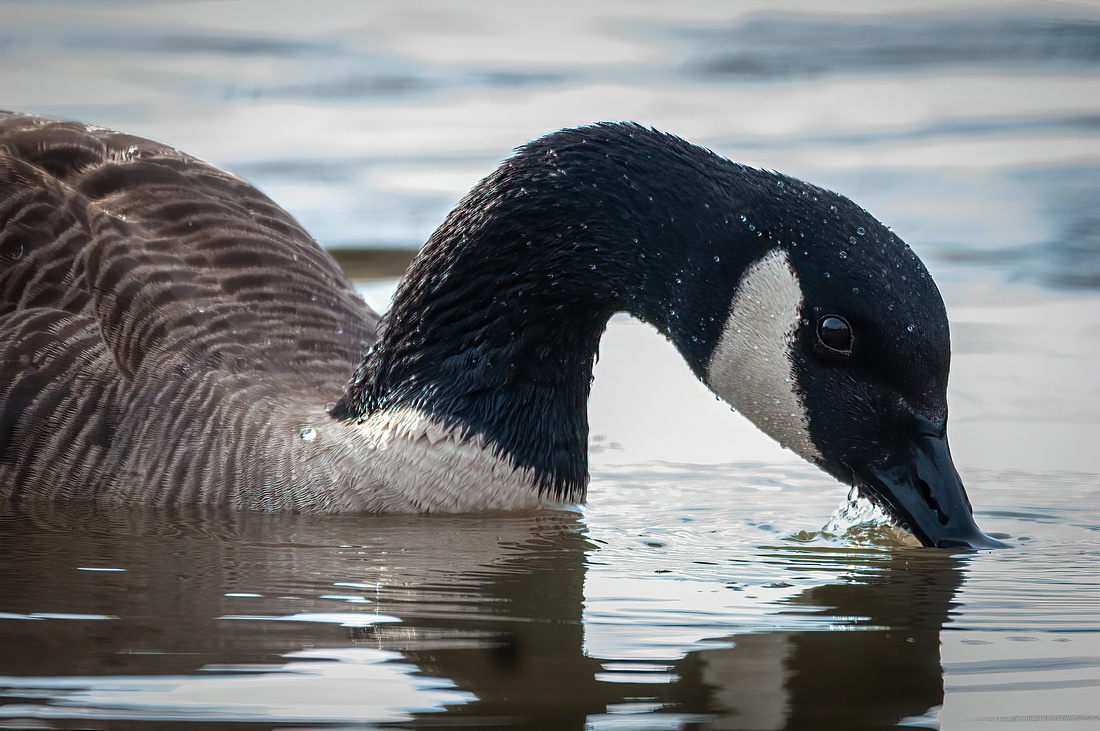 Canada Goose sipping